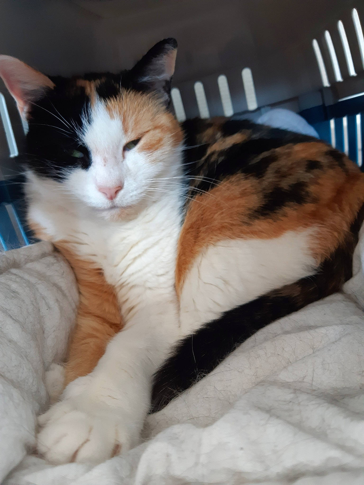 Galia a rejoint le concours — aidez-le/la à gagner de superbes lots ! aegean_cat, american_wirehair, carnivore, cat, domestic_short_haired_cat, european_shorthair, felidae, fur, kitten, mammal, small_to_medium_sized_cats, tail, whiskers