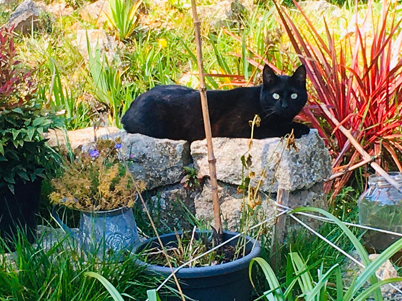 Galia participe au concours pour gagner de l'argent avec cette photo : black_cat, carnivore, cat, felidae, garden, grass, grass_family, plant, shrub, small_to_medium_sized_cats