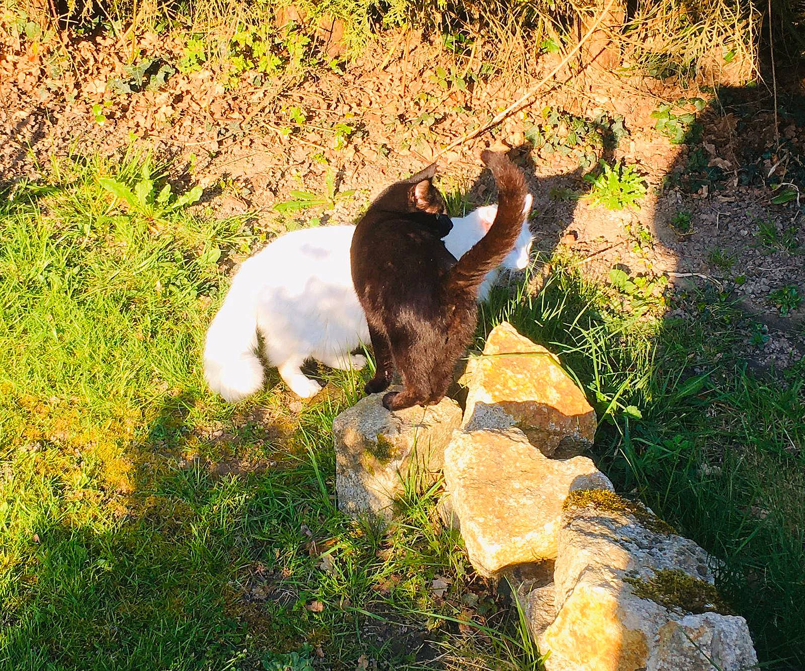 Galia participe au concours pour gagner de l'argent avec cette photo : canidae, carnivore, cat, dog, english_springer_spaniel, felidae, grass, small_to_medium_sized_cats, sporting_group, sunlight, tail