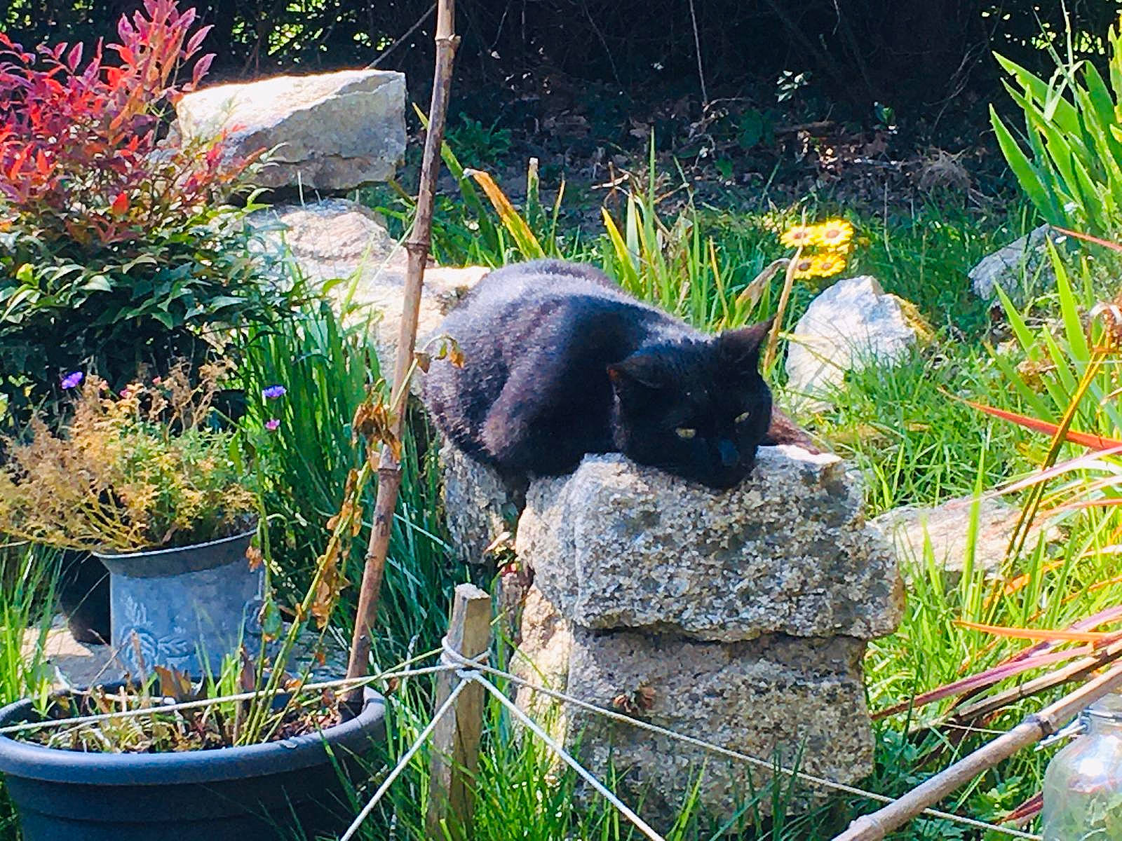 Galia participe au concours pour gagner de l'argent avec cette photo : black_cat, carnivore, cat, chartreux, felidae, grass, organism, plant, shrub, small_to_medium_sized_cats, tail, tree