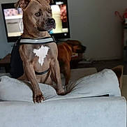 Ulysse a rejoint le concours — aidez-le/la à gagner de superbes lots ! dog, pitbull, pet, animal, harness, couch, sofa, living_room, television, clock, pillow, brown_coat, white_patch, second_dog, indoor, portrait, curious, sitting, floor_tiles, furniture