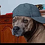 Ulysse participe au concours pour gagner de l'argent avec cette photo : dog, canine, pet, brown_coat, cap, hat, headwear, portrait, close_up, muzzle, eyes, indoors, furniture, wooden_cabinet, expression, curious, domestic_animal, cute, sitting, portrait_photography