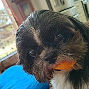 Linda is registered to the contest to win money with this photo: dog, close_up, black_and_white, pet, indoor, cute, animal, fur, face, eyes, mouth, toy, window, kitchen, furniture, cozy, expression, companion, domestic, portrait