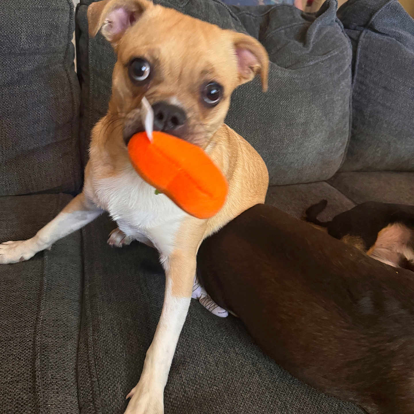 Luna is registered to the contest to win money with this photo: animal, blurred_background, brown_dog, couch, curious, dog, domestic, ears, eyes, furniture, indoor, living_room, nose, orange_toy, paw, person, pet, playful, small_dog, toy