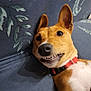 dog, smiling, teeth, red_collar, couch, blue_couch, floral_pattern, pet, canine, lying_down, playful, indoor, close_up, fur, ears, animal, muzzle, happy, domestic_animal, relaxed