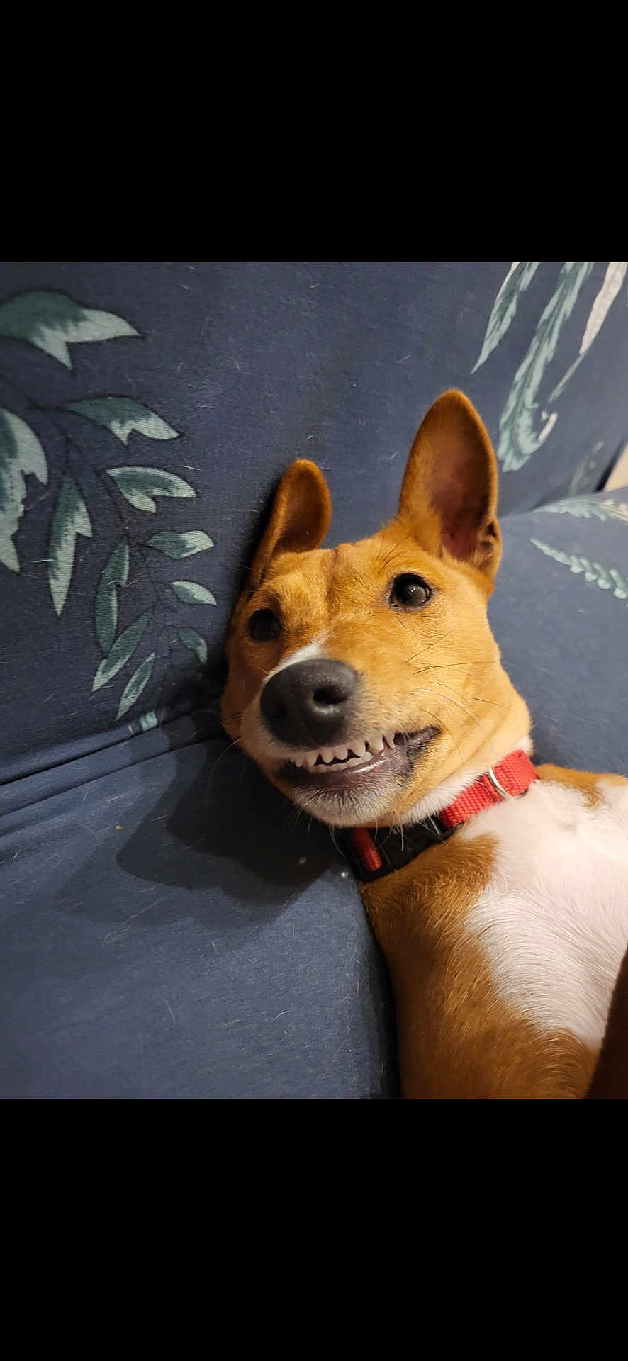 Vaya