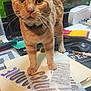 Tilly is registered to the contest to win money with this photo: animal, bell, brown, cat, closeup, collar, curious, cute, desk, feline, front_legs, glitter, indoor, mouse, office, orange_tabby, papers, pet, stickers, whiskers