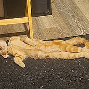 Tilly joined the competition — help win amazing prizes! black_rug, cat, collar, cozy, domestic_animal, feline, fur, ginger_cat, indoor, lying_down, paws, pet, relaxed, sleeping, striped, sunlight, tail, whiskers, wood_floor, wooden_chair