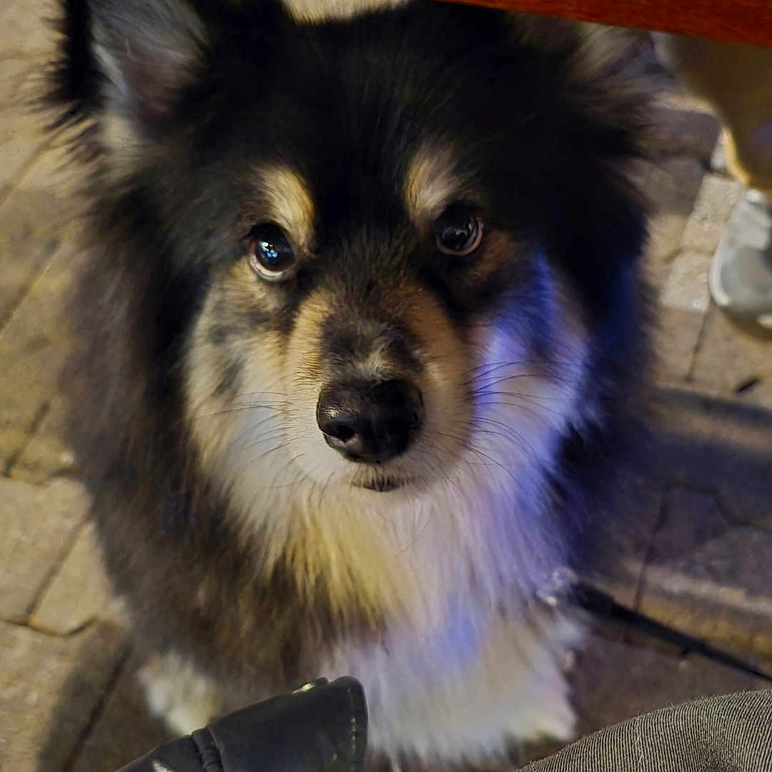 Drax is registered to the contest to win money with this photo: alloywheel, animal, canine, clothing, cockerspaniel, collie, dog, eskimodog, flagstone, footwear, husky, papillon, path, pet, puppy, runningshoe, shoe, slate, sneaker, walkway