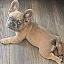 Ryder joined the competition — help win amazing prizes! alert, animal, brown, canine, cute, dog, domestic_animal, ears, floor, french_bulldog, fur, indoor, looking_back, lying_down, pet, puppy, resting, small, wood_floor, young
