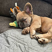 Ryder joined the competition — help win amazing prizes! animal, blanket, closeup, couch, cozy, cute, dog, duck, ears, french_bulldog, fur, home, indoor, paw, pet, plush_toy, puppy, resting, sleeping, toy