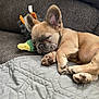 animal, blanket, closeup, couch, cozy, cute, dog, duck, ears, french_bulldog, fur, home, indoor, paw, pet, plush_toy, puppy, resting, sleeping, toy