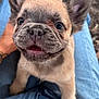 Ryder is registered to the contest to win money with this photo: animal, close_up, cute, denim, dog, ears, eyes, face, french_bulldog, fur, happy, jeans, lap, outdoor, person, pet, puppy, smiling, tongue, young