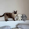 cat, siamese_cat, blue_eyes, standing, bedroom, bed, bedhead, pillows, blanket, stuffed_animals, bunnies, plush_toys, indoors, portrait, wall, home_decor, soft_furnishings, pets, whiskers, cute