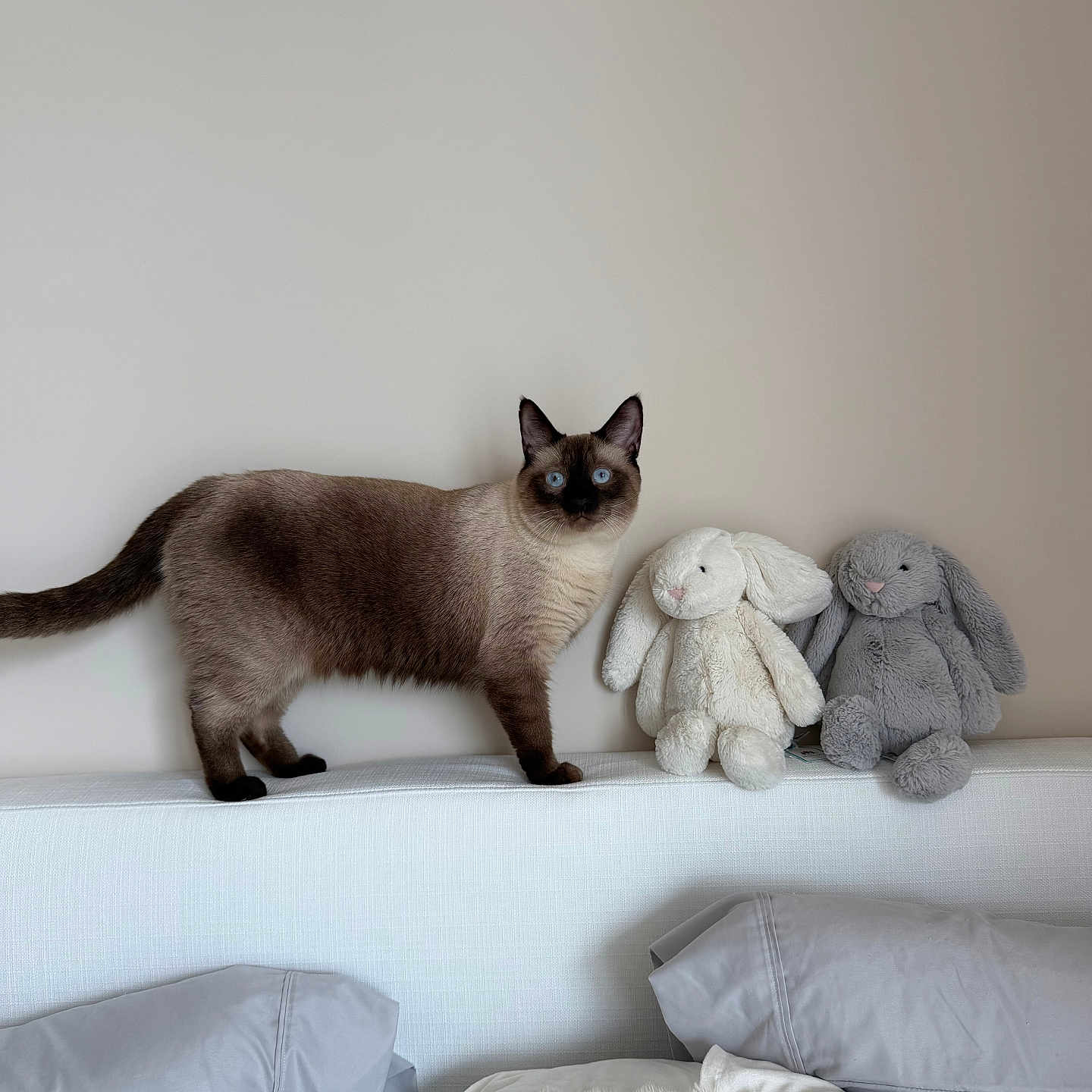 King Julian joined the competition — help win amazing prizes! cat, siamese_cat, blue_eyes, standing, bedroom, bed, bedhead, pillows, blanket, stuffed_animals, bunnies, plush_toys, indoors, portrait, wall, home_decor, soft_furnishings, pets, whiskers, cute