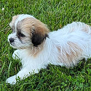 Caleb is registered to the contest to win money with this photo: puppy, dog, grass, outdoor, pet, fur, white, tan, black, laying, nature, animal, cute, small, young, canine, adorable, side_view, green, field