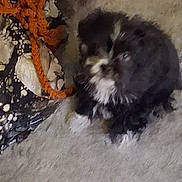 Tinktink is registered to the contest to win money with this photo: animal, bag, black_and_white, blurred, carpet, closeup, companion, cute, dog, domestic, fluffy, fur, fuzzy, indoor, orange_strap, pet, puppy, sitting, small, young