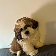 Bella is registered to the contest to win money with this photo: adorable, animal, brown_and_white, canine, companion, couch, cute, dog, domestic_pet, fluffy, fur, indoor, pet, portrait, puppy, resting, sitting, small_dog, wall, young_dog