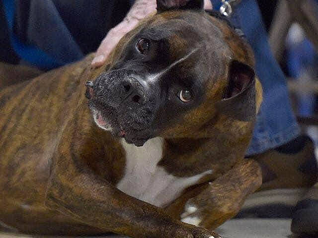 Duke joined the competition — help win amazing prizes! ancient_dog_breeds, bored, canidae, carnivore, companion_dog, dog, dog_breed, fawn, giant_dog_breed, guard_dog, hunting_dog, molosser, non_sporting_group, snout, sporting_group, whiskers, working_animal, working_dog