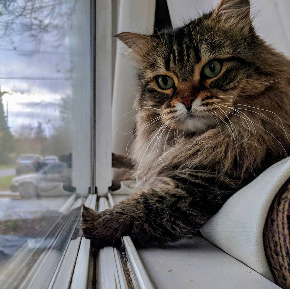 Kitty Ma is registered to the contest to win money with this photo: carnivore, cat, claw, cloud, comfort, domestic_short_haired_cat, felidae, fur, maine_coon, paw, sitting, small_to_medium_sized_cats, snout, tail, terrestrial_animal, tree, whiskers, window, wood