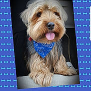 Jaz a rejoint le concours — aidez-le/la à gagner de superbes lots ! dog, canine, pet, fluffy, long_hair, small_dog, bandana, blue_bandana, tongue_out, panting, sitting, portrait, car, vehicle, seat, indoor, patterned_background, bone_pattern, happy, adorable