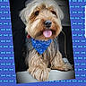 dog, canine, pet, fluffy, long_hair, small_dog, bandana, blue_bandana, tongue_out, panting, sitting, portrait, car, vehicle, seat, indoor, patterned_background, bone_pattern, happy, adorable