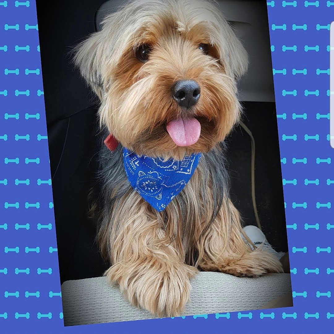 Jaz a rejoint le concours — aidez-le/la à gagner de superbes lots ! dog, canine, pet, fluffy, long_hair, small_dog, bandana, blue_bandana, tongue_out, panting, sitting, portrait, car, vehicle, seat, indoor, patterned_background, bone_pattern, happy, adorable