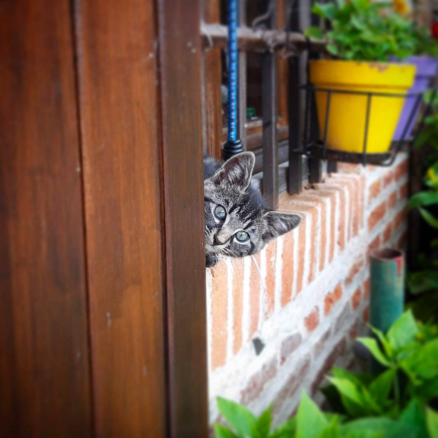 Pilou participe au concours pour gagner de l'argent avec cette photo : carnivore, cat, domestic_short_haired_cat, felidae, flowerpot, garden, grass, hardwood, herb, home_fencing, houseplant, metal, pattern, plant, room, small_to_medium_sized_cats, terrestrial_animal, whiskers, wood, wood_stain