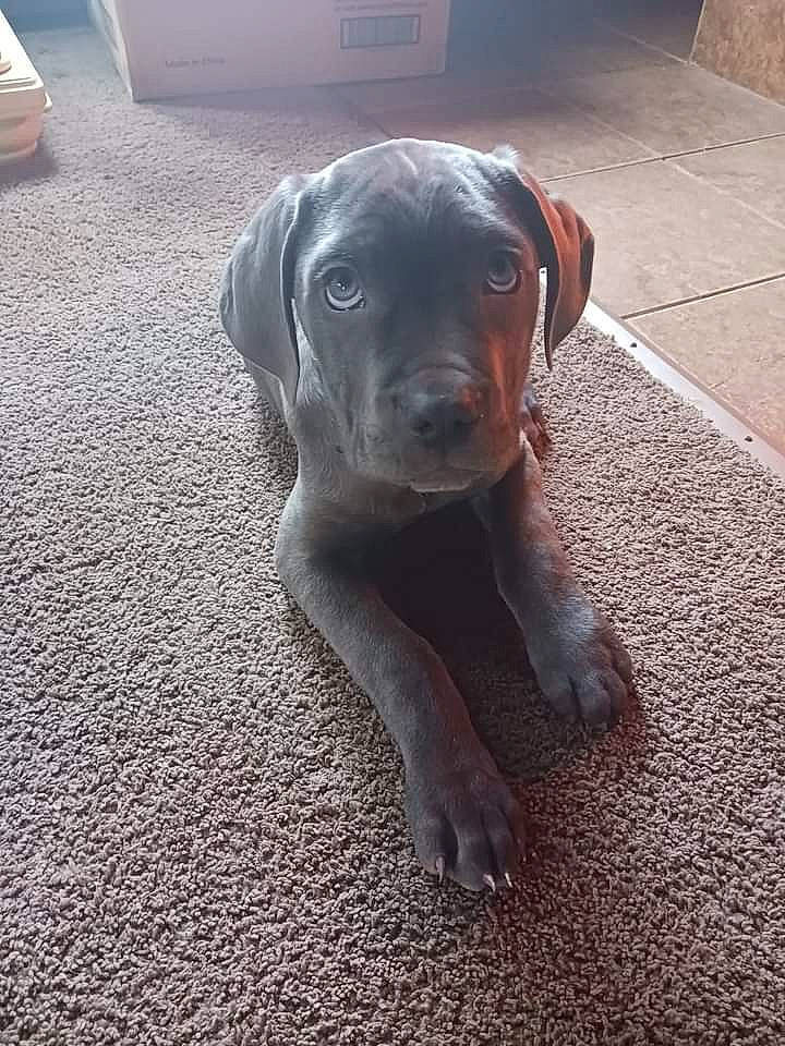 Beau is registered to the contest to win money with this photo: asphalt, borador, canidae, carnivore, companion_dog, dog, dog_breed, fawn, flooring, fur, grey, guard_dog, liver, pointing_breed, road_surface, snout, sporting_group, terrestrial_animal, whiskers, working_animal