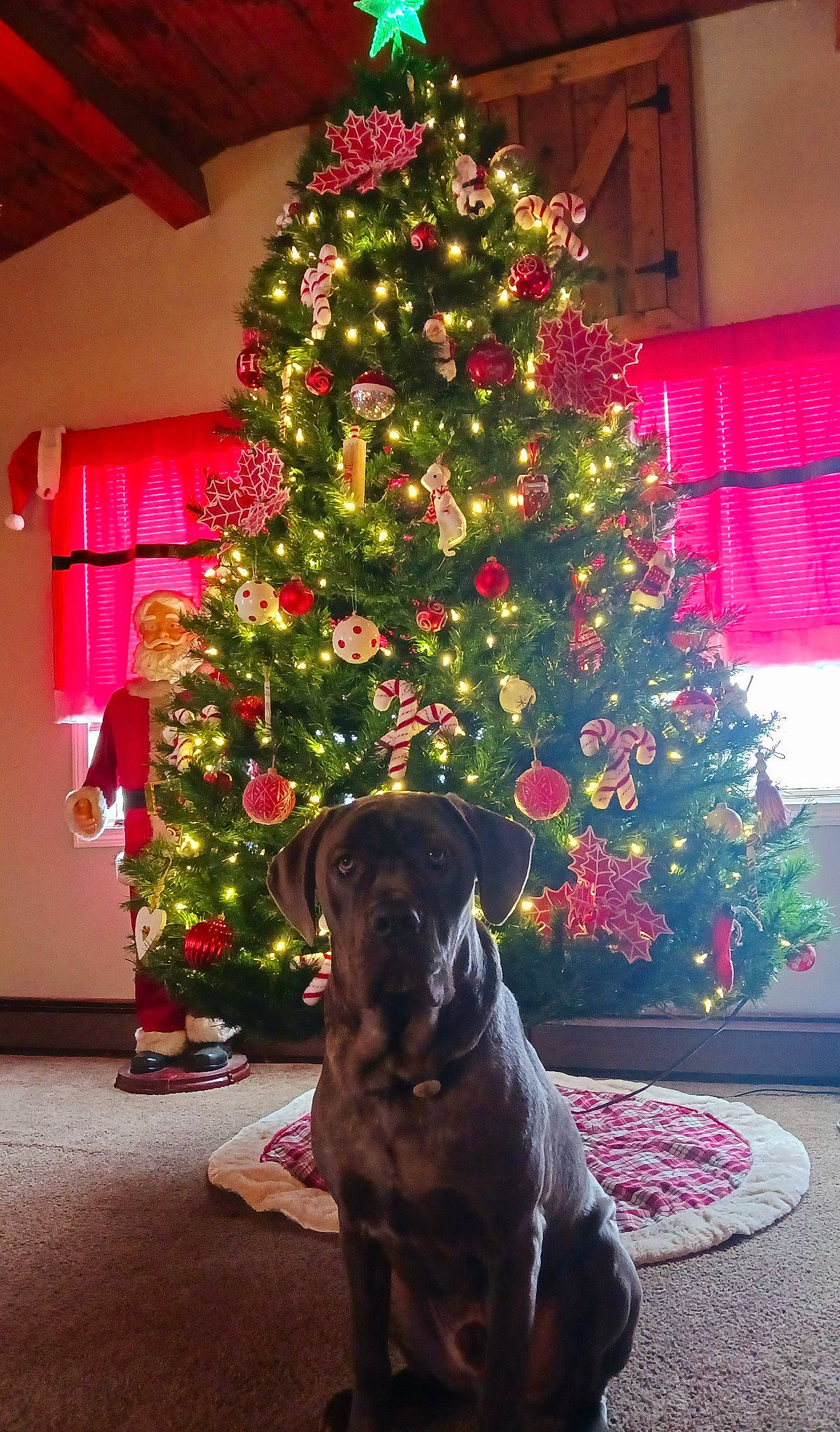 Beau is registered to the contest to win money with this photo: carnivore, christmas_decoration, christmas_ornament, christmas_tree, companion_dog, dog, dog_breed, event, evergreen, fawn, holiday, holiday_ornament, interior_design, lighting, ornament, plant, tints_and_shades, tree, wood, woody_plant