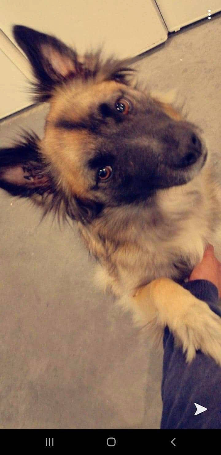 Shunan participe au concours pour gagner de l'argent avec cette photo : canidae, carnivore, companion_dog, dog, dog_breed, fawn, fur, german_shepherd_dog, king_shepherd, old_german_shepherd_dog, snout, sporting_group, terrestrial_animal, whiskers, working_animal, working_dog