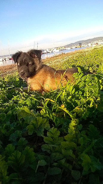 Shunan participe au concours pour gagner de l'argent avec cette photo : agriculture, cloud, dog_breed, fawn, field, grass, grassland, groundcover, landscape, pasture, plant, plant_community, shrub, sky, snout, soil, terrestrial_animal, vegetation, wildlife, working_animal