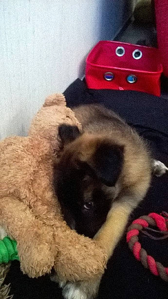 Shunan a rejoint le concours — aidez-le/la à gagner de superbes lots ! canidae, carmine, carnivore, companion_dog, costume_hat, dog, dog_breed, fashion_accessory, fawn, felidae, fur, hat, indoor_games_and_sports, mammal, personal_protective_equipment, recreation, snout, sporting_group, toy, vertebrate