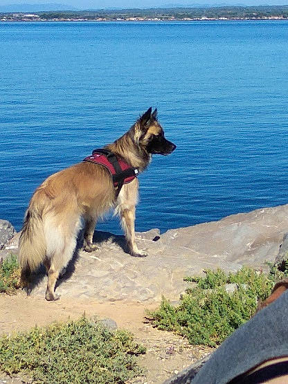 Shunan a rejoint le concours — aidez-le/la à gagner de superbes lots ! carnivore, collar, companion_dog, dog, dog_breed, dog_collar, dog_supply, fawn, grass, herding_dog, lake, leash, old_german_shepherd_dog, pet_supply, plant, sky, snout, tail, water, working_animal