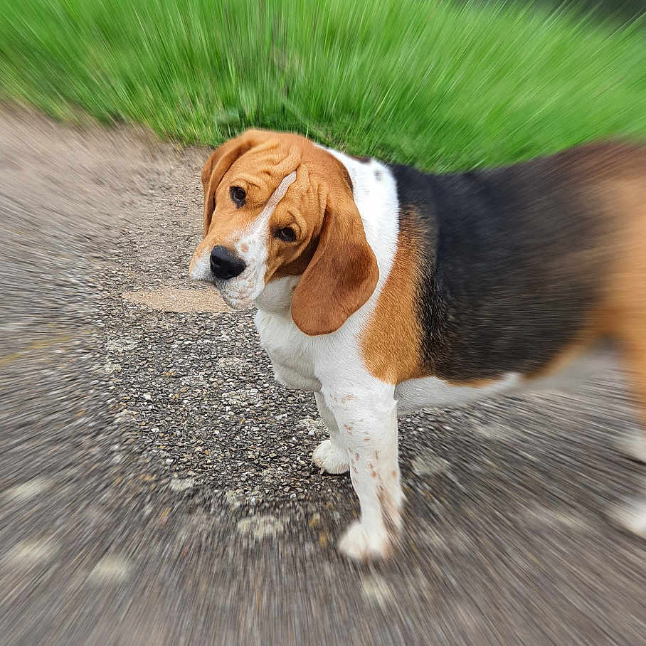 Roby a rejoint le concours — aidez-le/la à gagner de superbes lots ! animal, beagle, black, brown, canine, curious, dog, ears, fur, grass, looking, mammal, nature, outdoor, path, pet, portrait, standing, walking, white