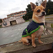 Christopher Verlinde participe au concours pour gagner de l'argent avec cette photo : dog, small_dog, jacket, wooden_fence, basketball_court, graffiti, outdoor, overcast, trees, urban, pet, animal, sitting, quiet, weathered, park, side_view, ears_up, alert, daytime