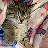 Nyx participe au concours pour gagner de l'argent avec cette photo : cat, kitten, tabby, sleeping, cute, animal, pet, fur, whiskers, closed_eyes, ears, paws, striped, blanket, cozy, indoors, portrait, relaxed, fluffy, nap