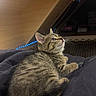 cat, kitten, tabby, feline, pet, animal, portrait, close_up, sitting, lying_down, looking_up, whiskers, ears, fur, striped_fur, green_eyes, blanket, indoor, cozy, blue_lights