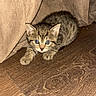 cat, kitten, tabby, animal, pet, fur, striped_fur, blue_eyes, whiskers, ears, paws, crouching, indoor, floor, wooden_floor, curtain, home, portrait, cute, curious