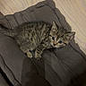 cat, kitten, tabby, animal, pet, feline, striped_fur, blue_eyes, whiskers, ears, tail, lying_down, cushion, blanket, bedding, indoor, home, cozy, portrait, cute