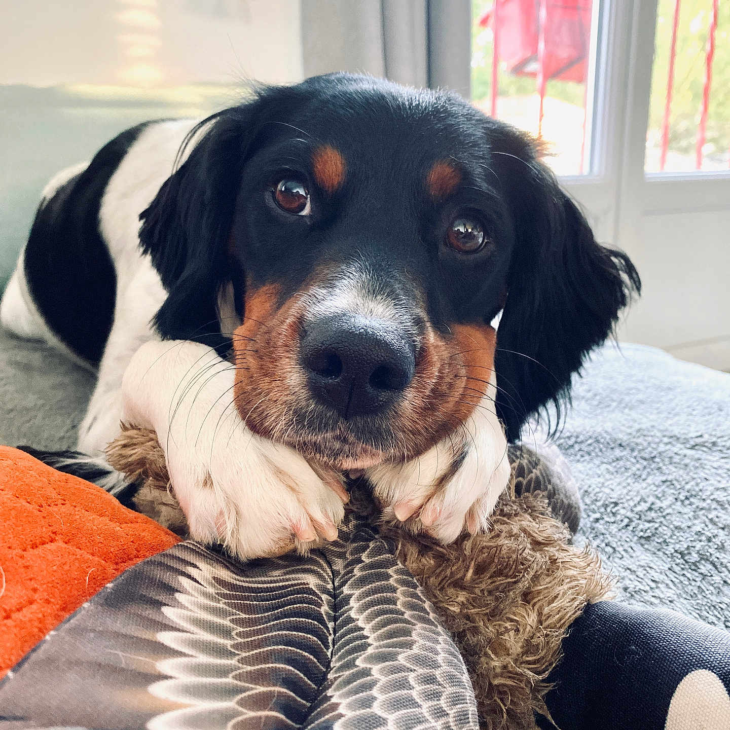 Sky participe au concours pour gagner de l'argent avec cette photo : animal, black_and_white, close_up, cozy, cute, dog, face, fur, home, indoor, looking_at_camera, natural_light, paw, pet, plush_toy, relaxed, resting, soft_light, toy, window