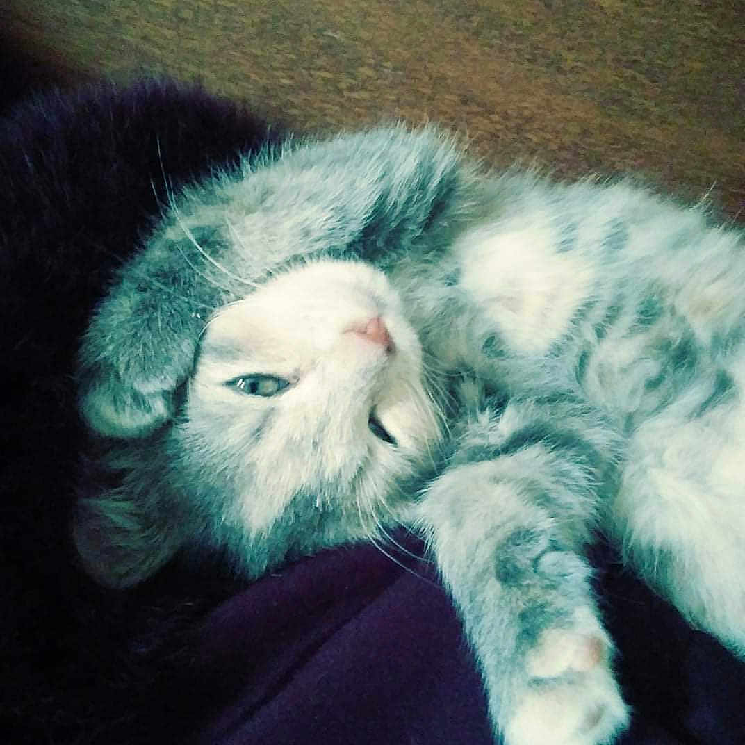 Dallas Aka Baby Girl