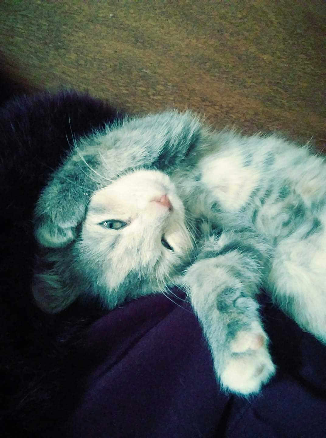 Dallas Aka Baby Girl