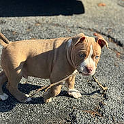 Ice joined the competition — help win amazing prizes! puppy, dog, canine, outdoor, asphalt, stick, playing, brown_coat, white_marking, blue_eyes, cute, young, sunlight, shadow, pavement, small_animal, pet, portrait, front_paws, young_animal