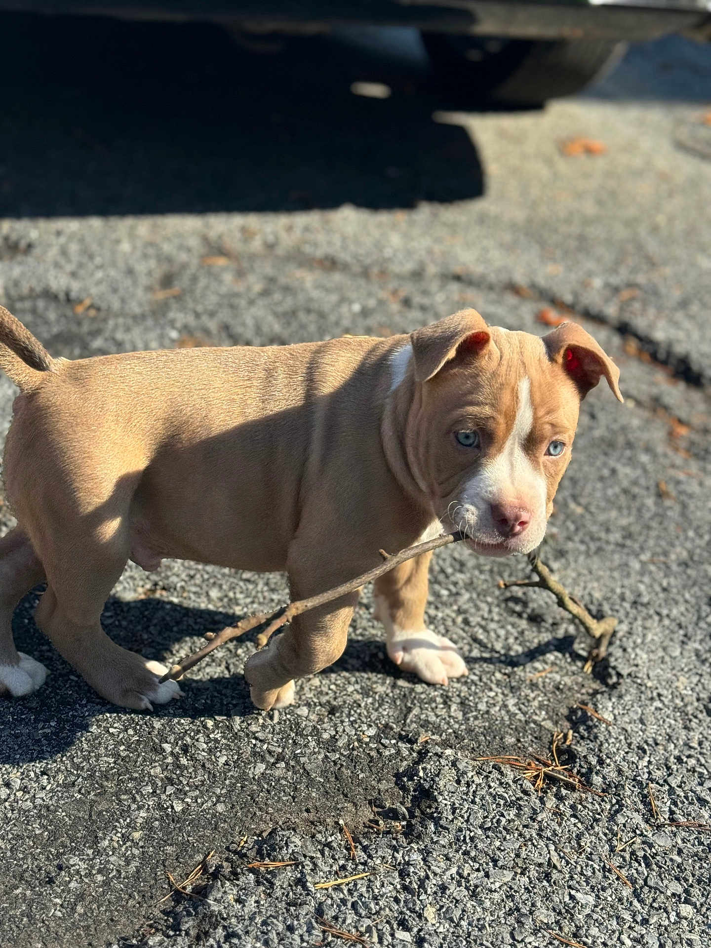 Ice joined the competition — help win amazing prizes! puppy, dog, canine, outdoor, asphalt, stick, playing, brown_coat, white_marking, blue_eyes, cute, young, sunlight, shadow, pavement, small_animal, pet, portrait, front_paws, young_animal