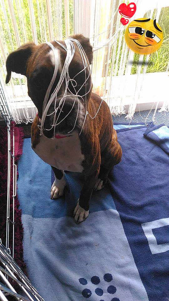 Malika a rejoint le concours — aidez-le/la à gagner de superbes lots ! carnivoran, dog, dog_breed, dog_breed_group, dog_like_mammal, mammal, non_sporting_group, snout, vertebrate