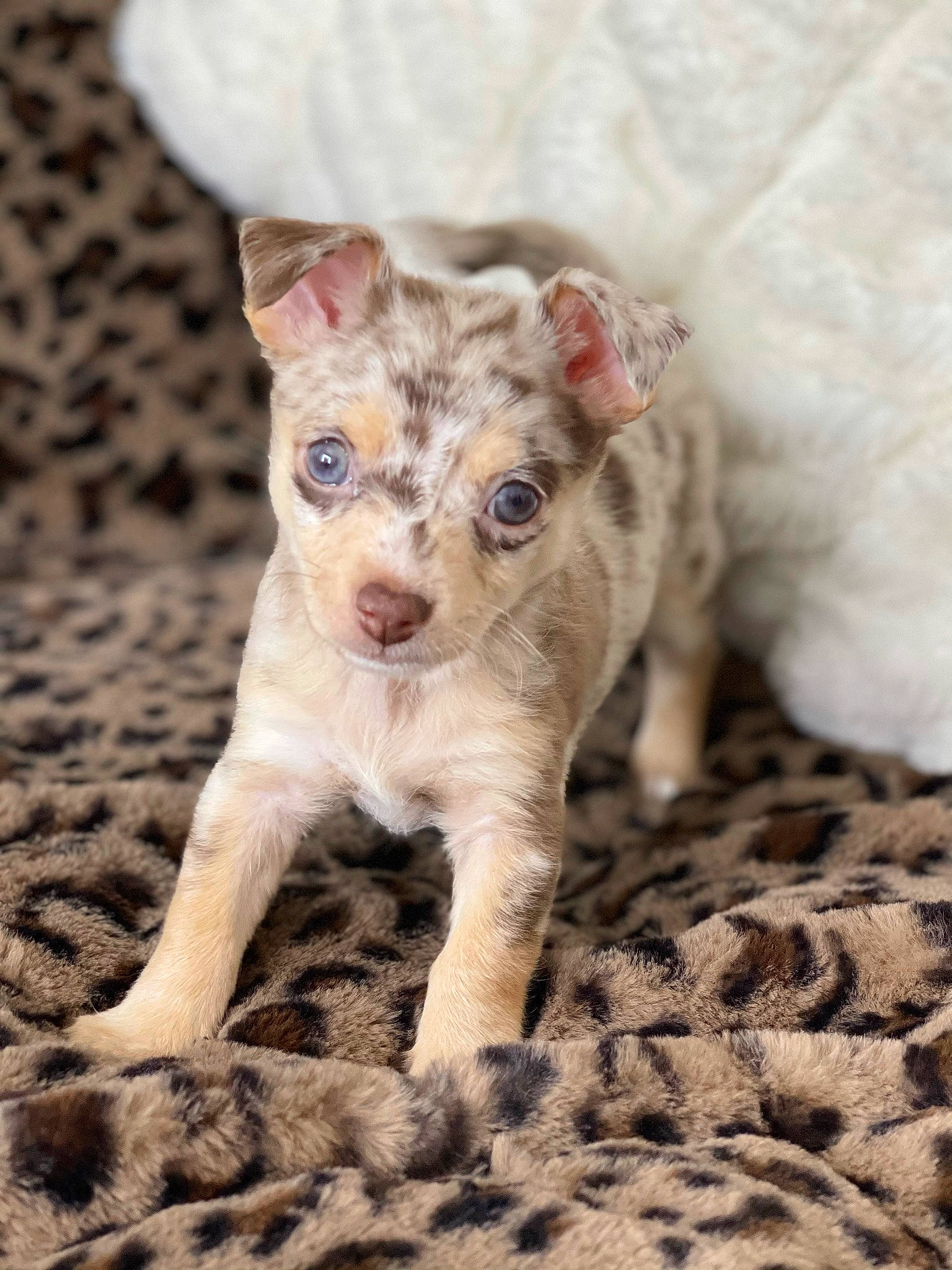 Alaska is registered to the contest to win money with this photo: canidae, carnivore, companion_dog, dog, dog_breed, fawn, fur, non_sporting_group, paw, snout, soil, sporting_group, tail, terrestrial_animal, toy_dog, whiskers, wildlife, working_animal