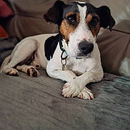 Samy a rejoint le concours — aidez-le/la à gagner de superbes lots ! dog, black_and_white, pet, couch, blanket, paws, animal, indoor, relaxed, fur, collar, ears, face, portrait, canine, home, comfort, resting, looking, cute