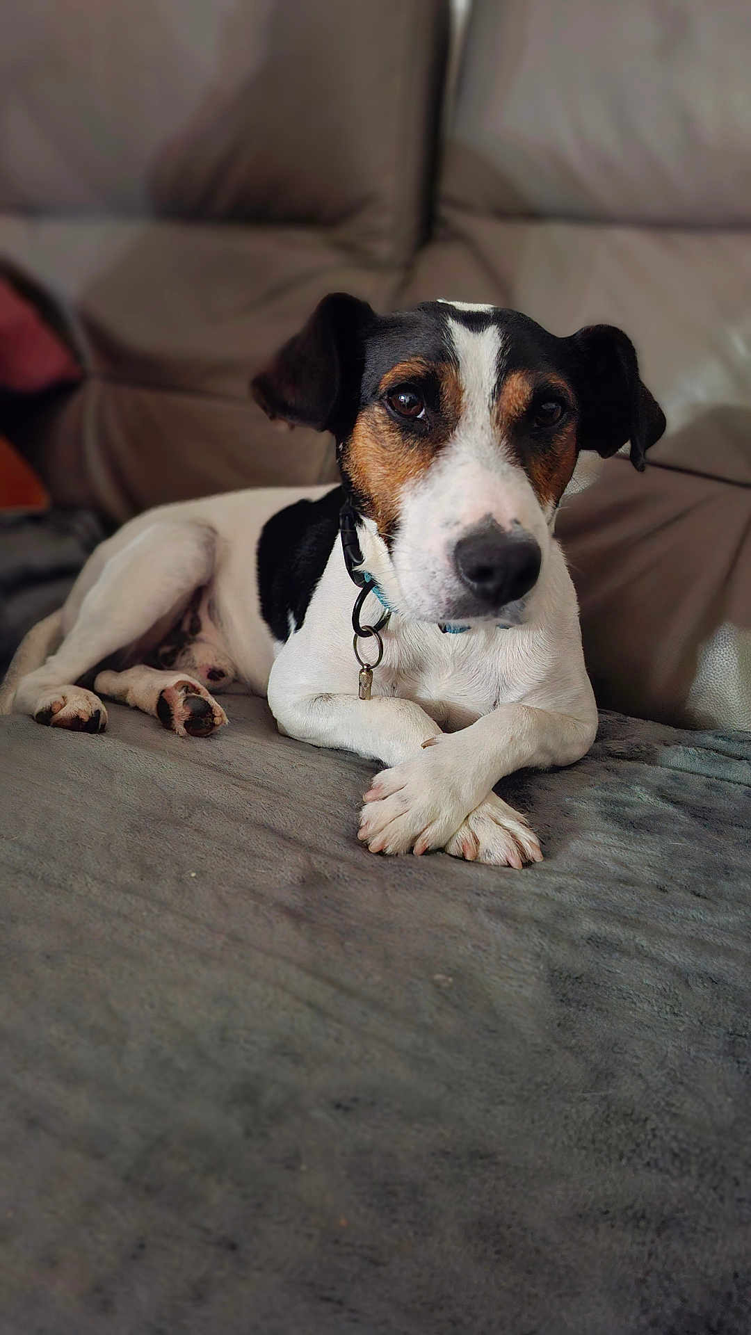 Samy a rejoint le concours — aidez-le/la à gagner de superbes lots ! dog, black_and_white, pet, couch, blanket, paws, animal, indoor, relaxed, fur, collar, ears, face, portrait, canine, home, comfort, resting, looking, cute