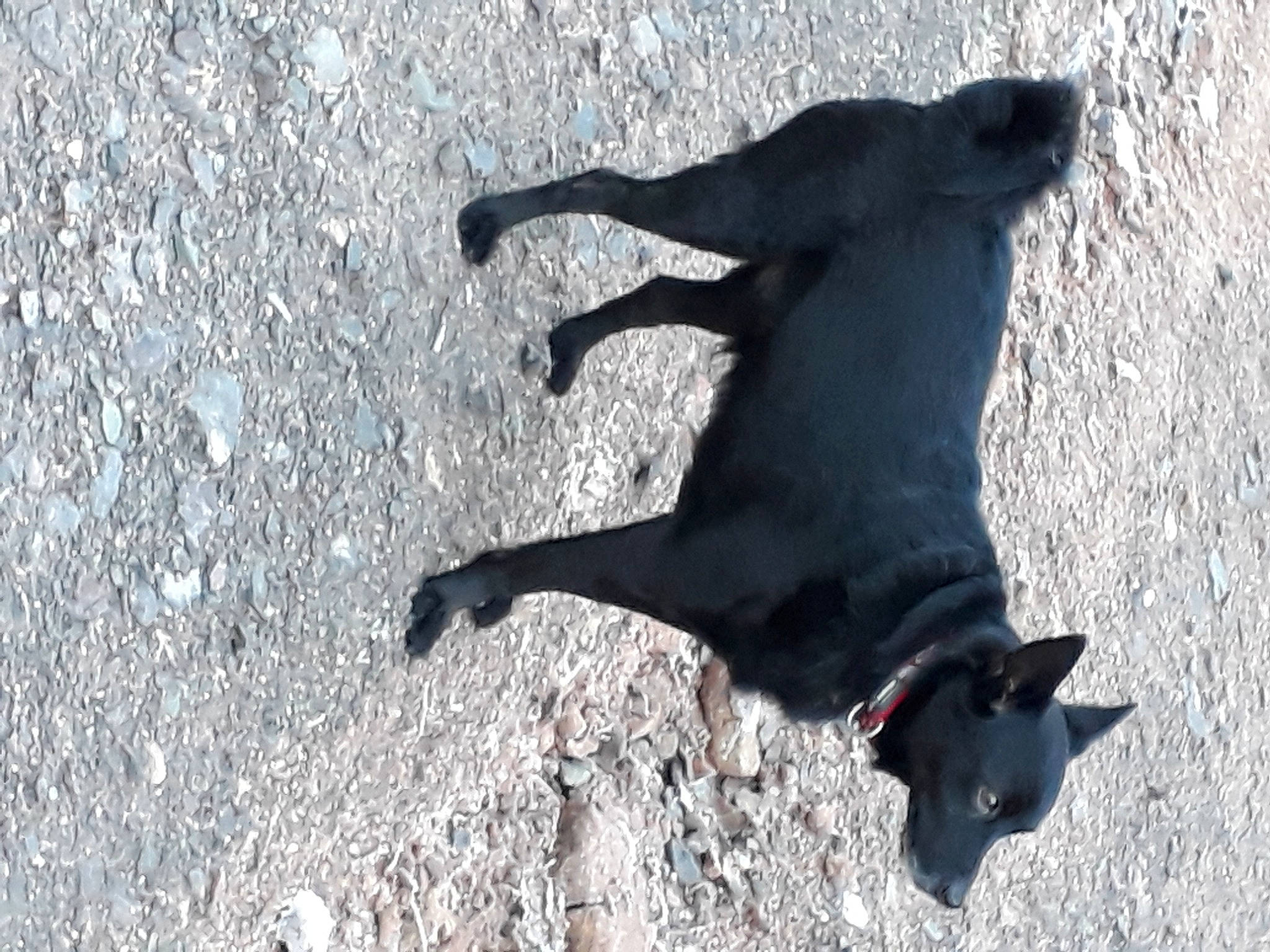 Ady a rejoint le concours — aidez-le/la à gagner de superbes lots ! canidae, carnivore, dog, dog_breed, labrador_retriever, retriever, shadow, sporting_group, street_dog